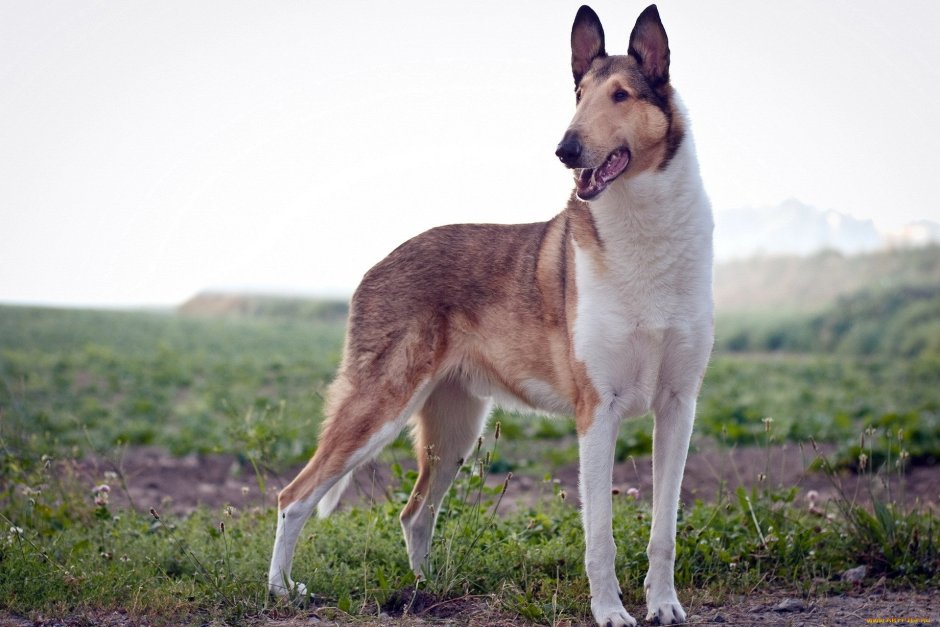 Колли собака короткошерстная