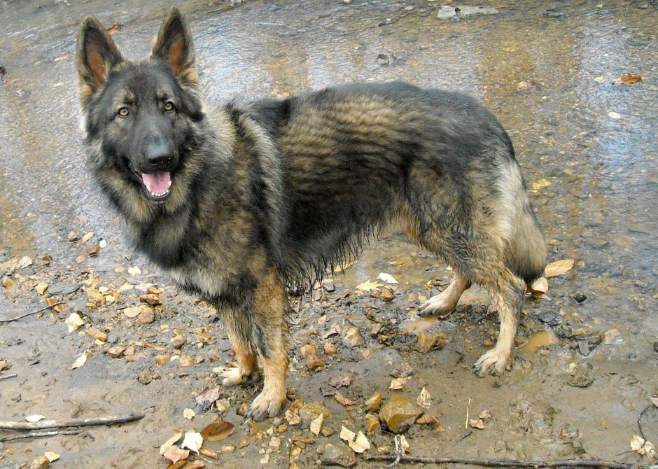 Шилонская овчарка Shiloh Shepherd