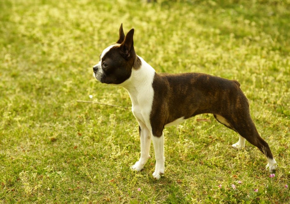 Бостон терьер