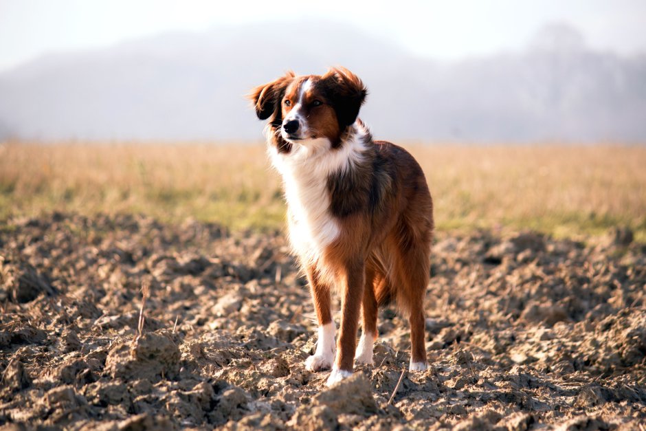 Домашние животные собака