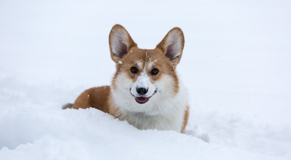 Корги обои на рабочий стол 1920х1080