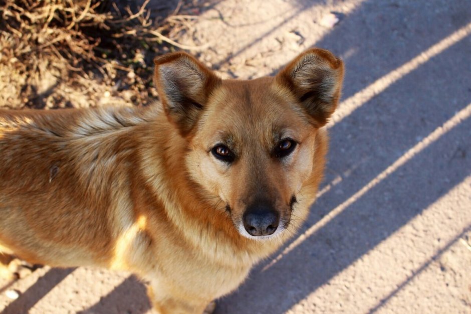 Двортерьер собака рыжая