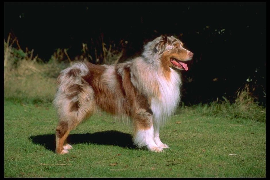 Аусси австралийская овчарка без хвоста