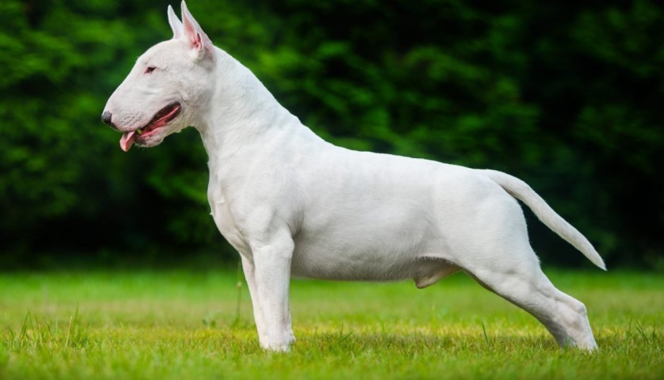 Бультерьер белый