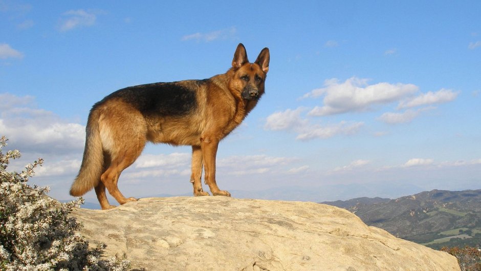 Джерман Шеферд