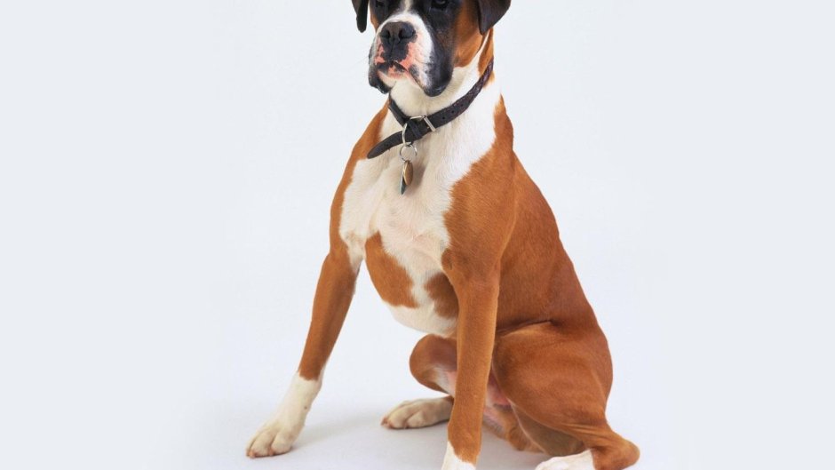 Английский боксер