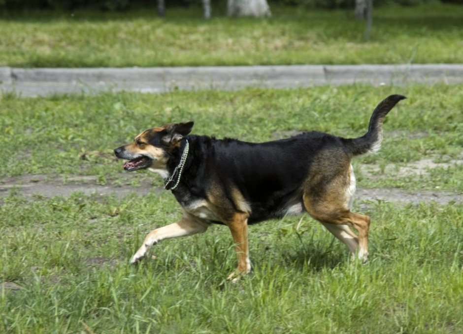 Дворняга бежит