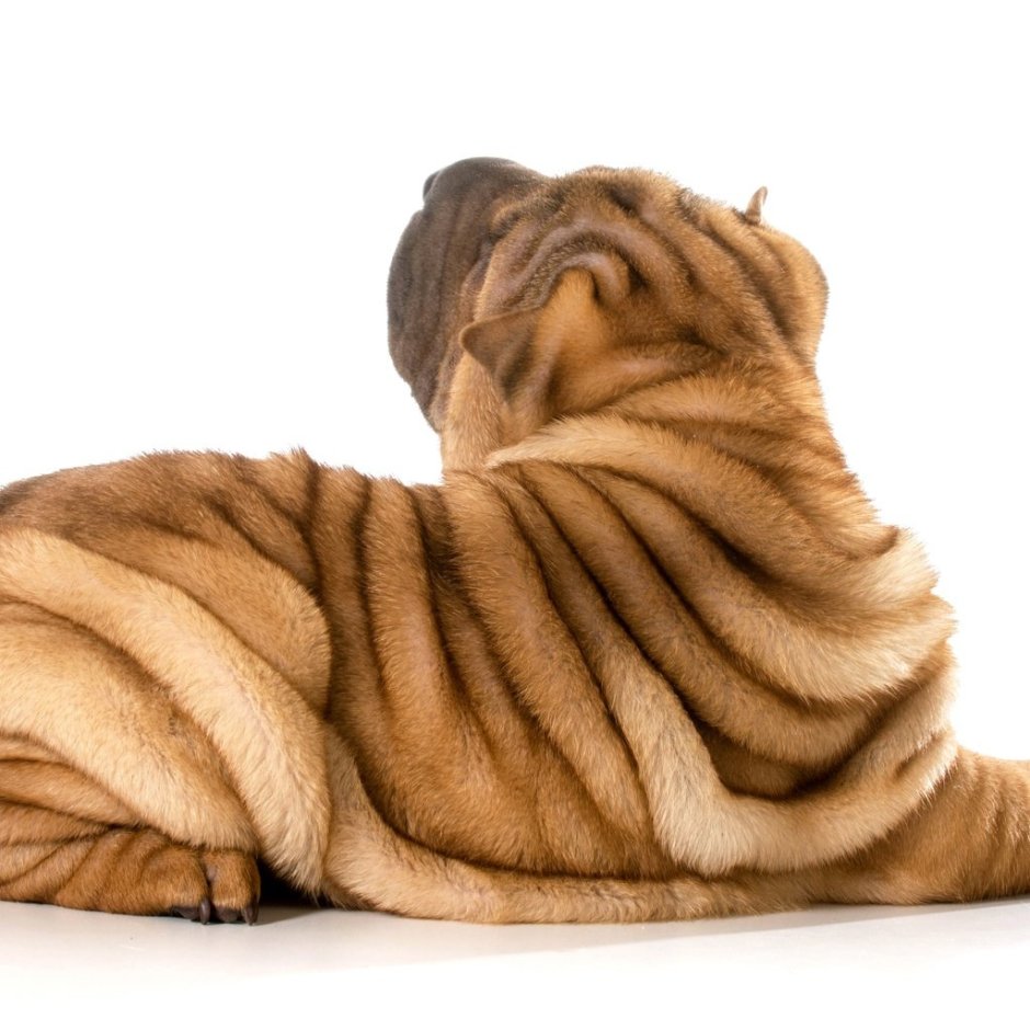 Хвост шарпея