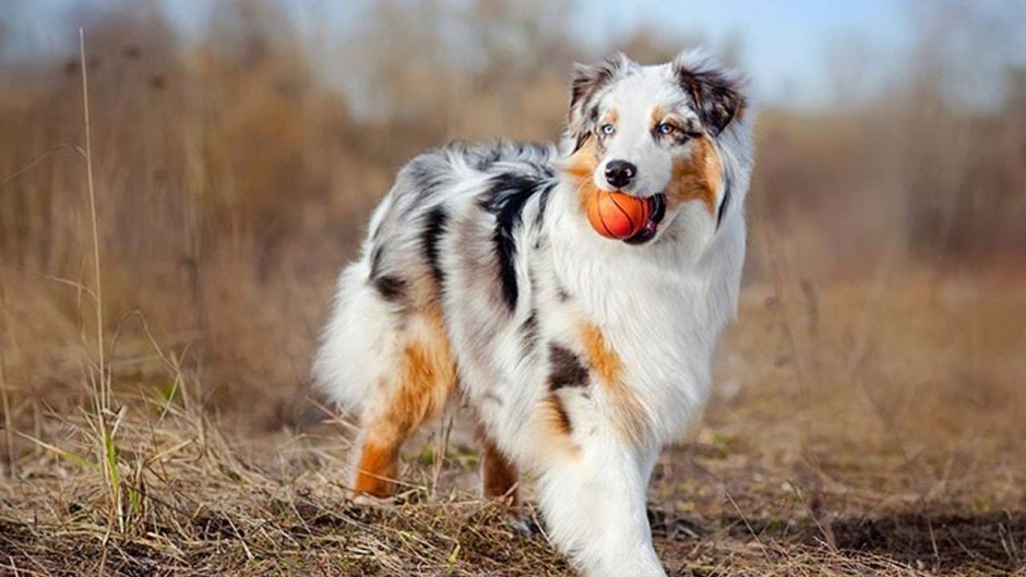 Аусси австралийская овчарка
