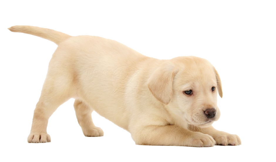 Лабрадор ретривер