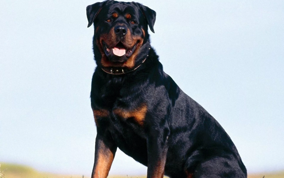 Собака ротвейлер