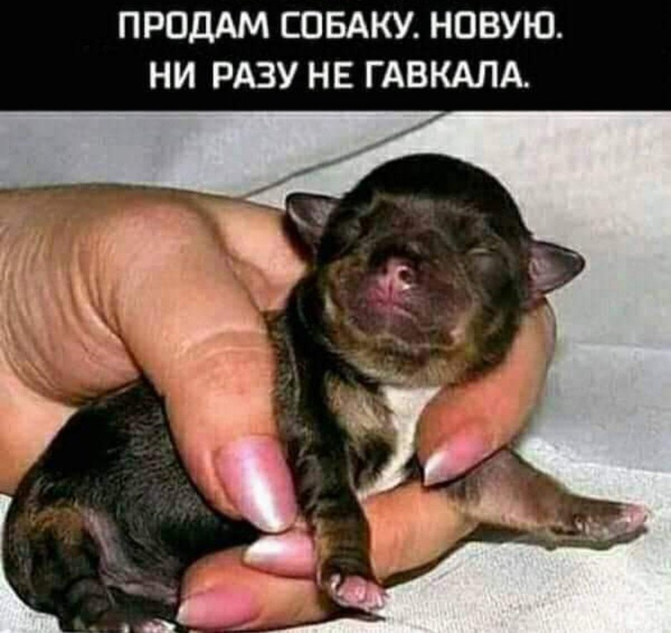 Кутята чихуахуа Новорожденные