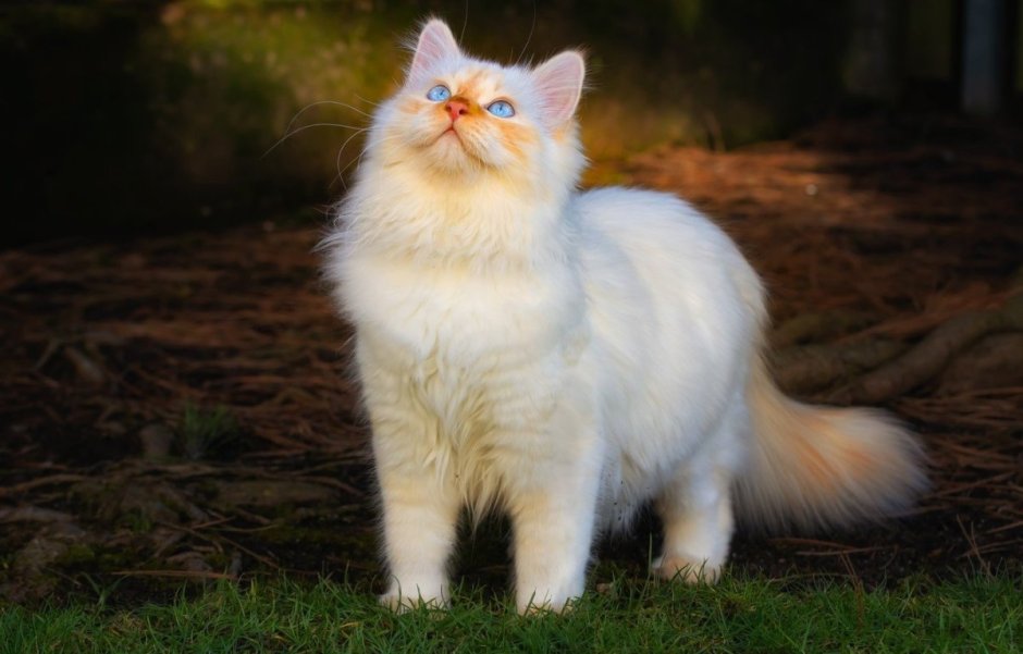 Невская маскарадная кошка