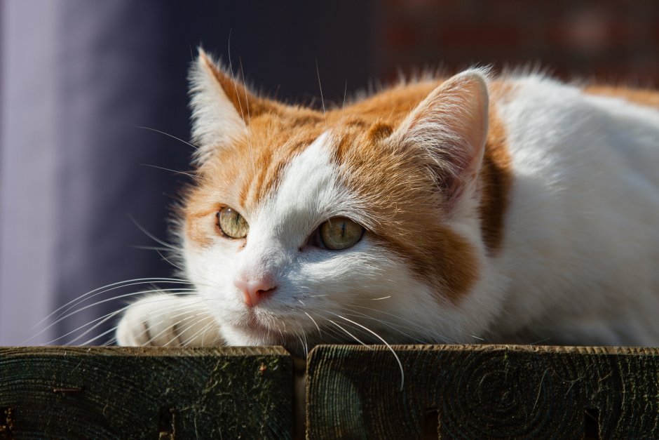 Кошка рыжая с белым