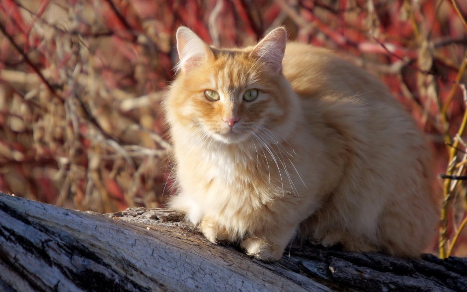 Кошка Мейн кун