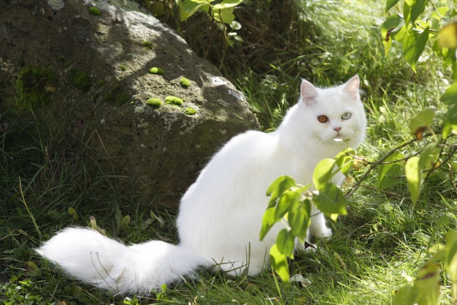 Кошка белая