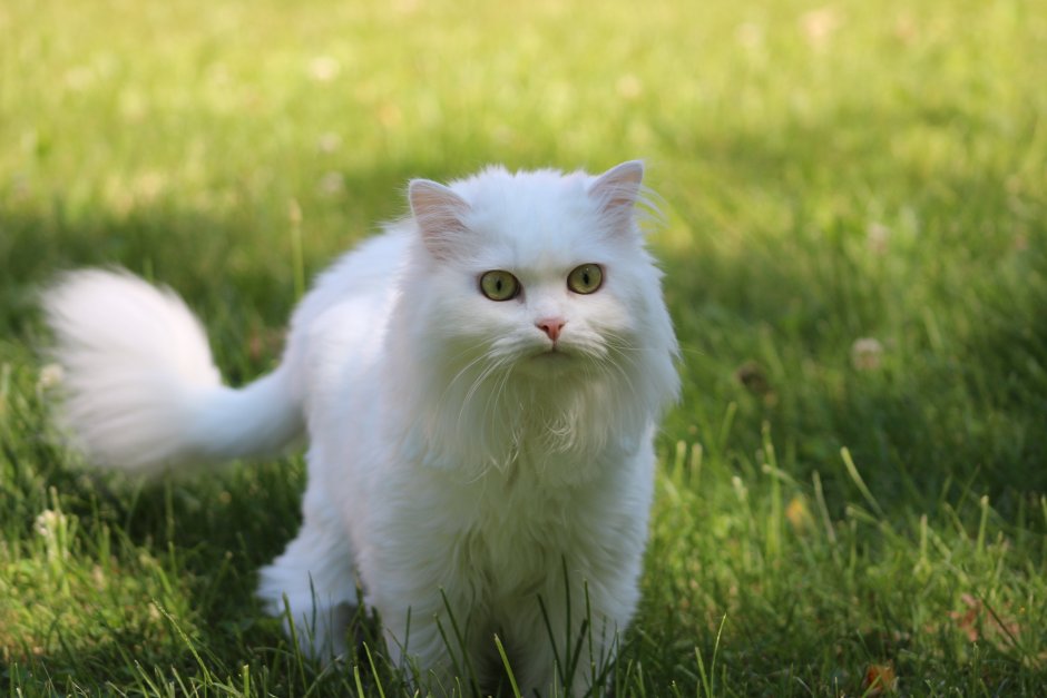 Сибирская ангорская кошка