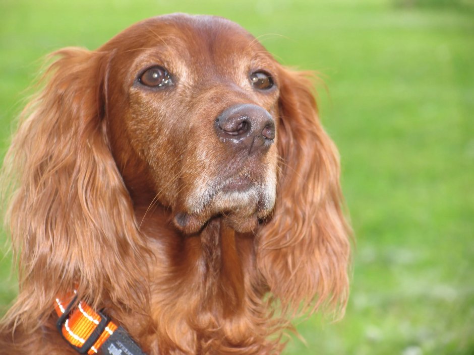 Золотистый кокер спаниель