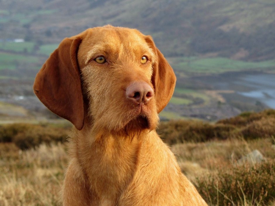 Венгерская жесткошёрстная выжла