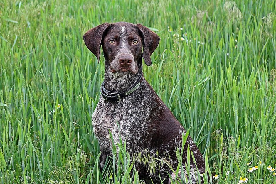 Курцхаристый дратхаар