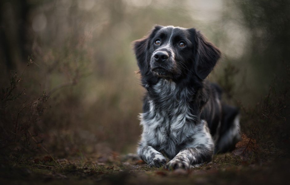 Шотландский вислоухий пес