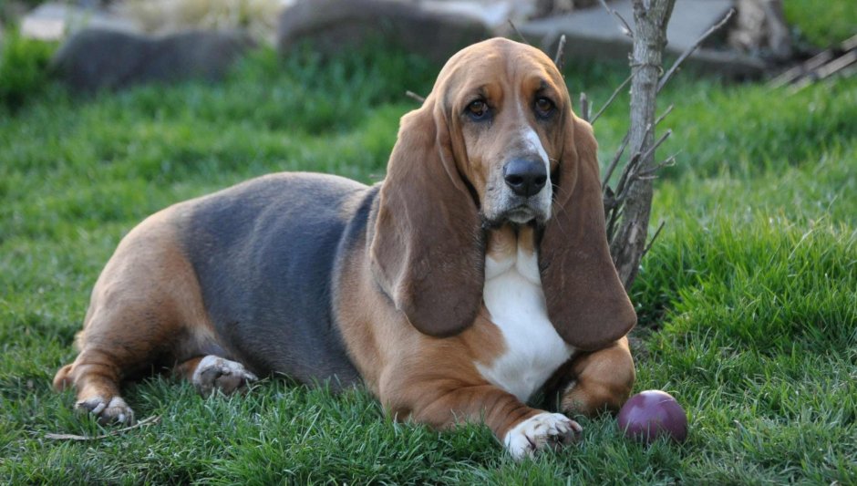 Порода собак Бассет хаунд