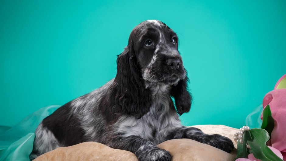 Кокер спаниель пятнистый