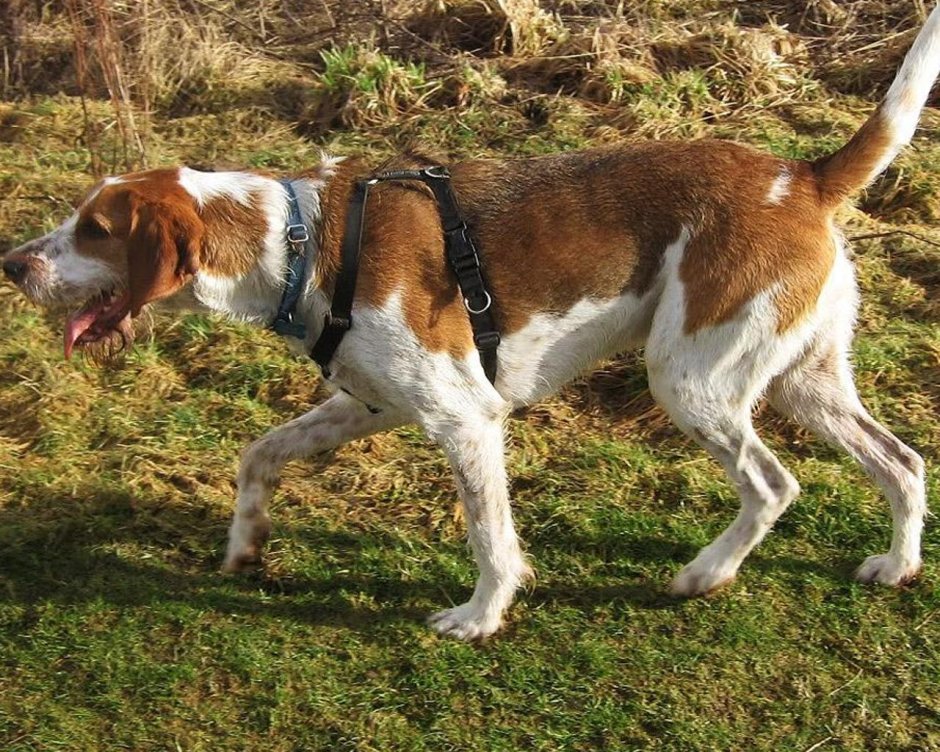 Американский фоксхаунд стойка