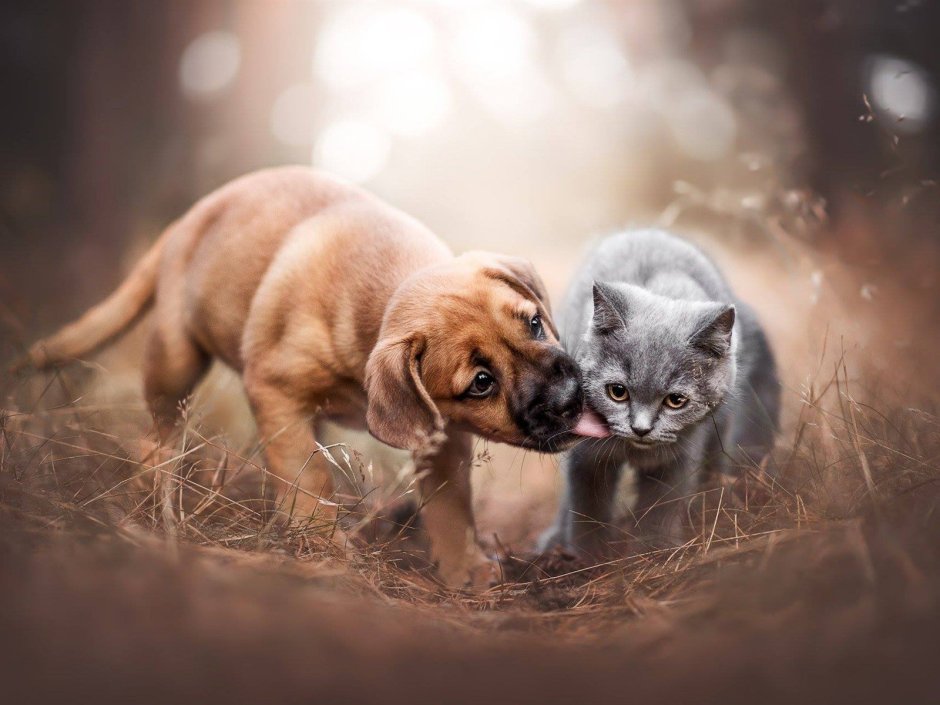 Щенок и котенок