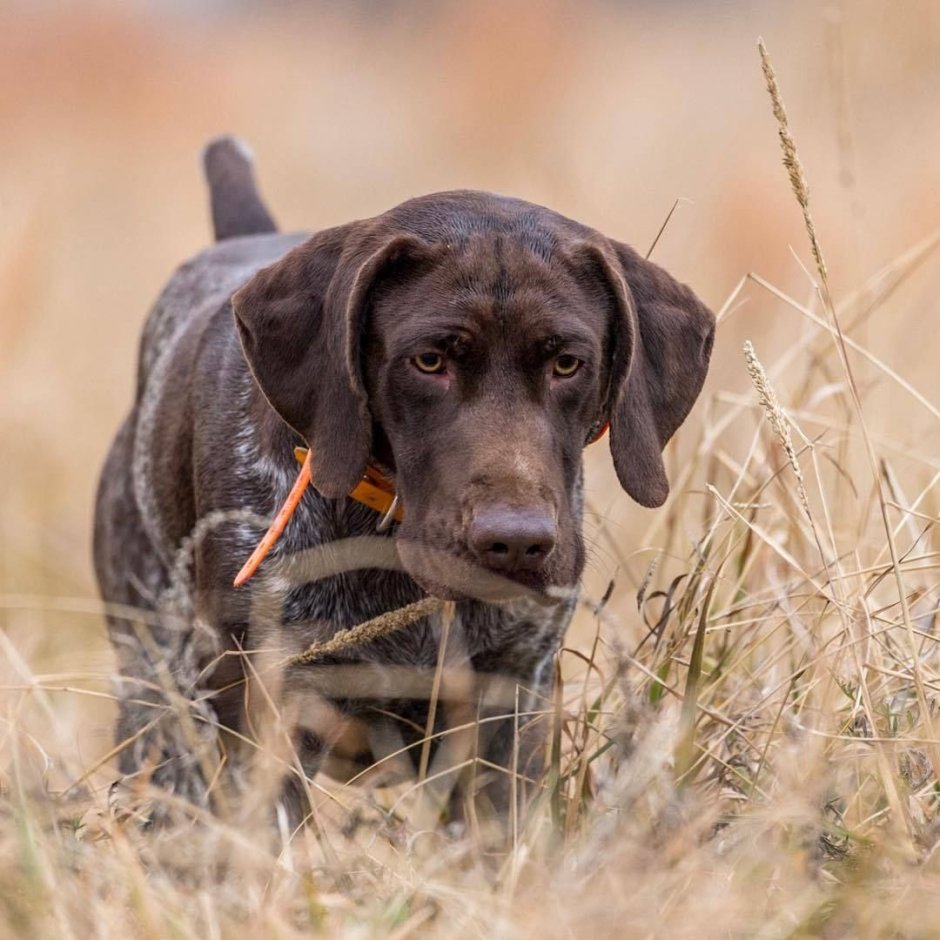 Пойнтер Курцхаар дратхаар