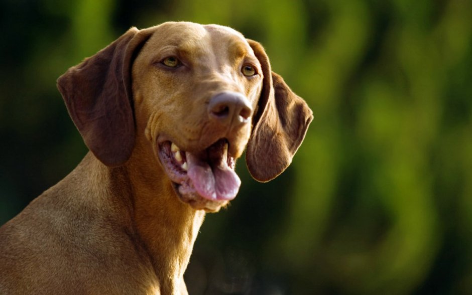 Коричневые собаки выжла