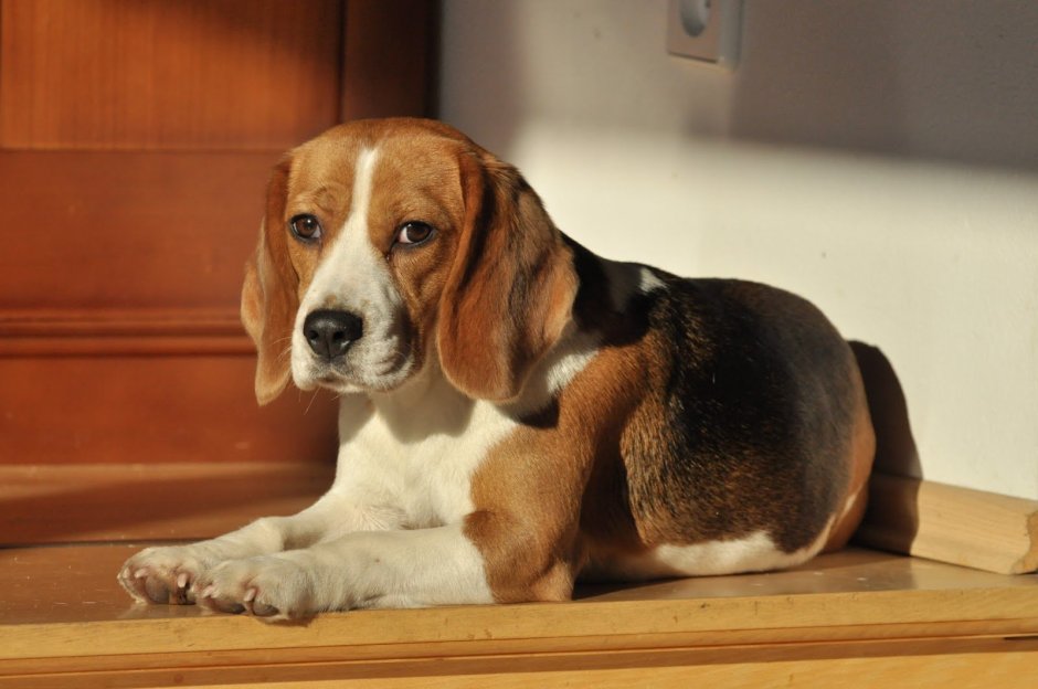 Порода собак английский Бигль