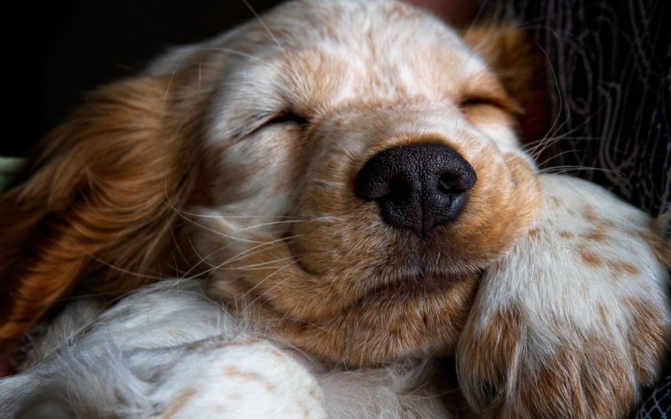 Собака Соня кокер спаниель