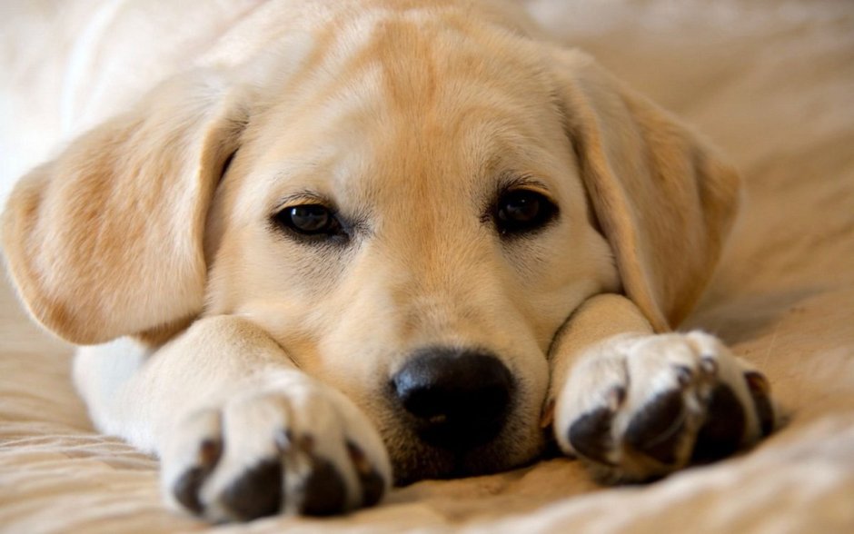 Лабрадор вислоухий