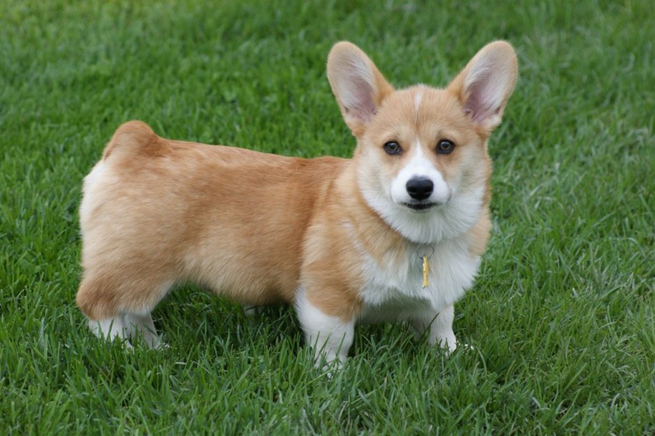Corgi порода собак