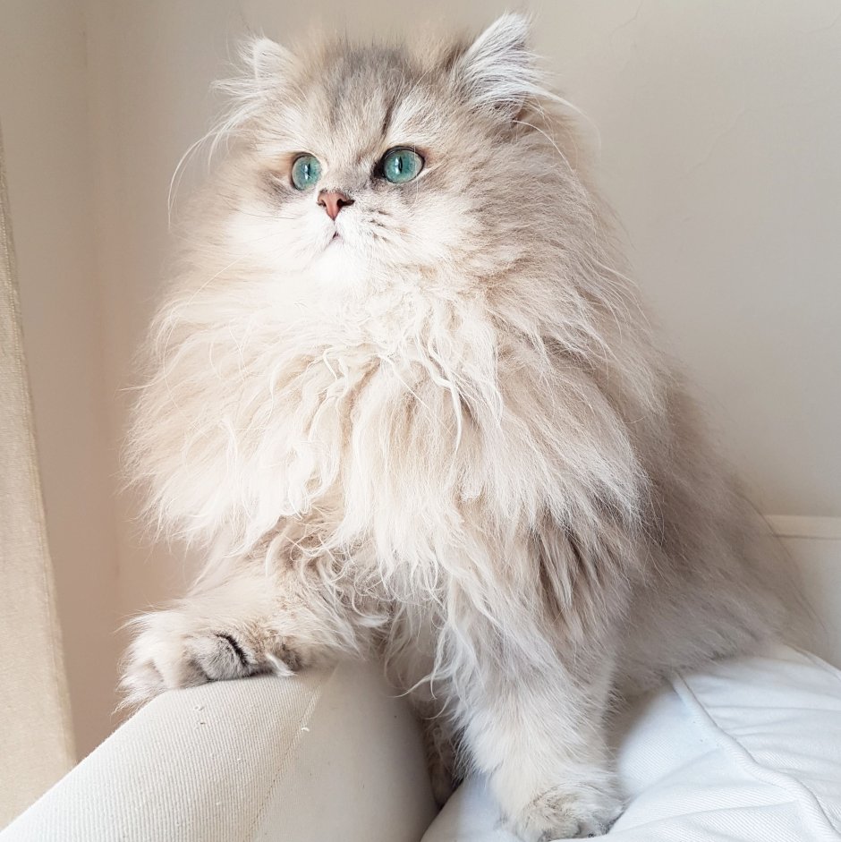 Британские длинношерстные котята