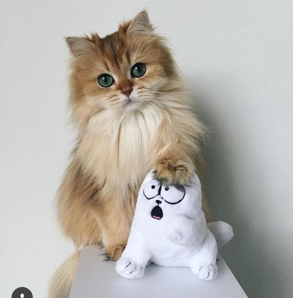 Британская длинношёрстная кошка