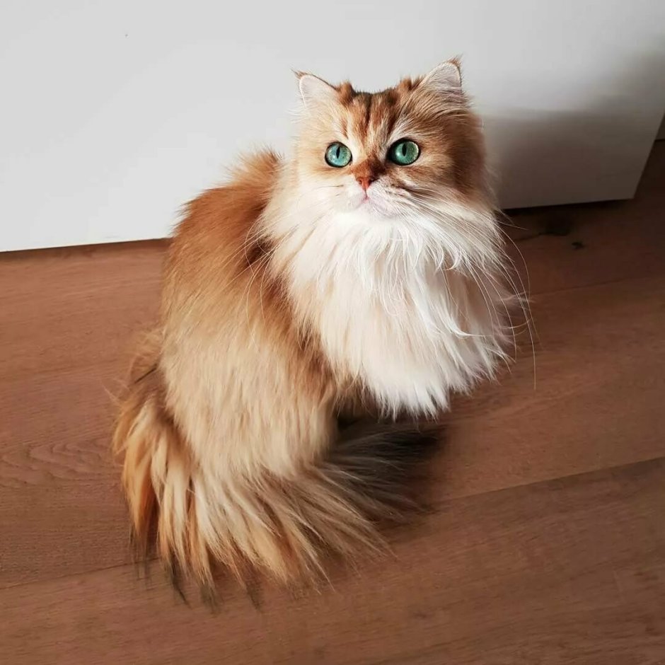 Британская длинношерстная кошка смузи котята