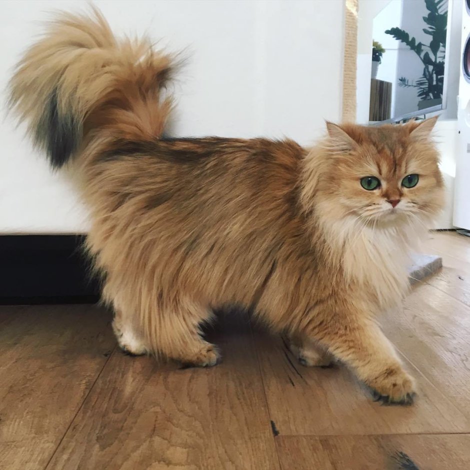Кошка породы Шотландская хайленд страйт, серебристая шиншилла.