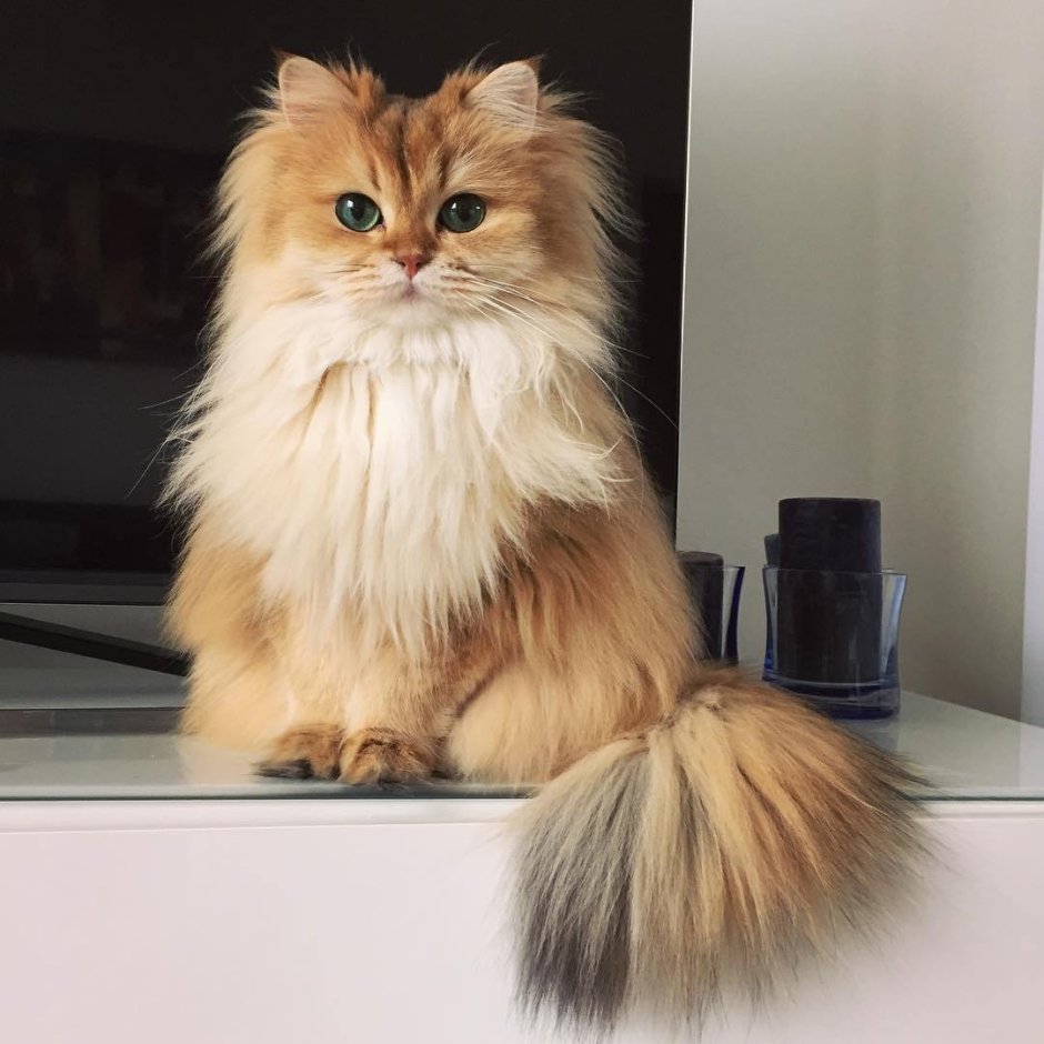 Британские длинношерстные котята