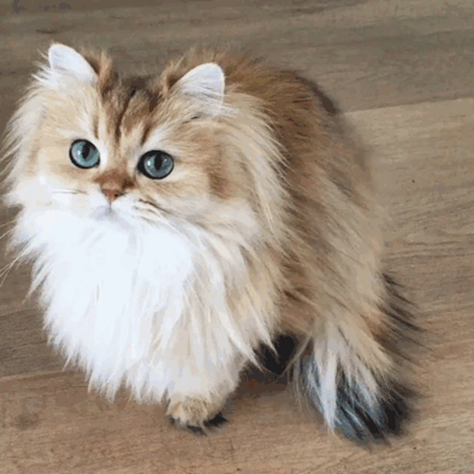 Кошечка смузи