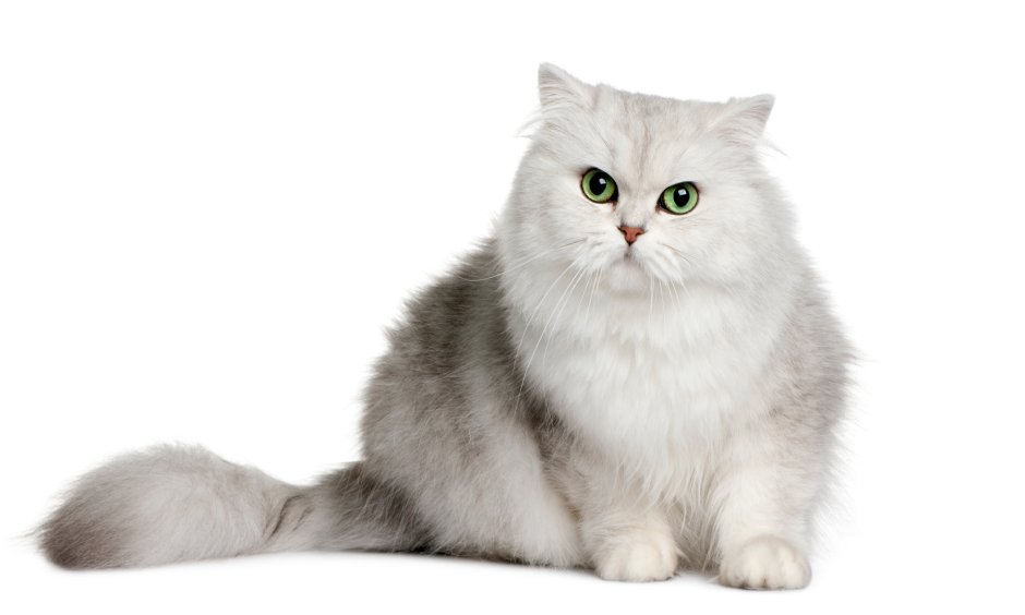 Британская шиншилла длинношерстная кошка
