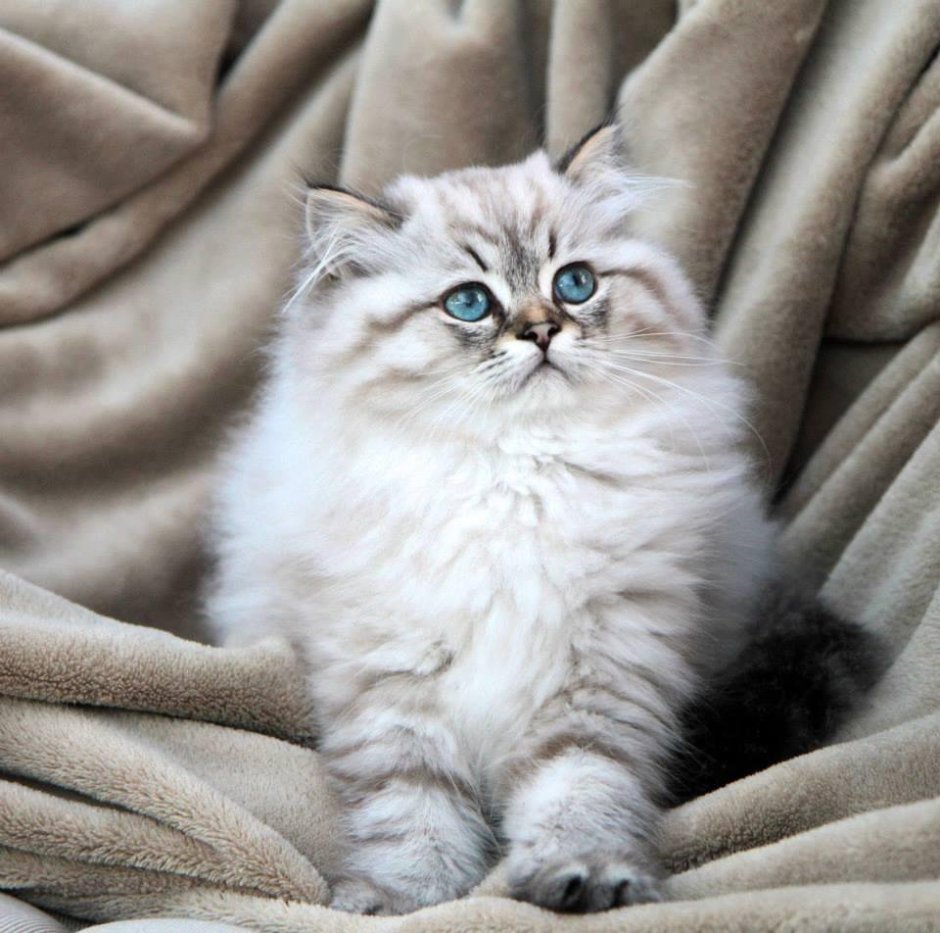 Бурмилла длинношерстная