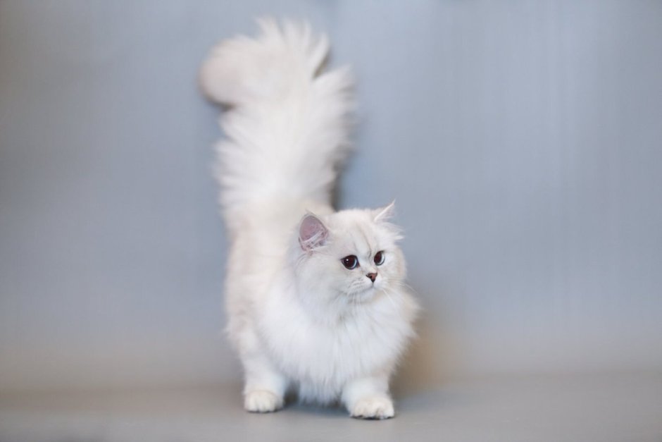 Кошка с длинной шерстью
