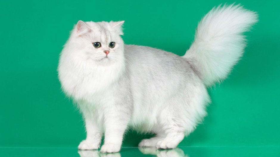 Британская длинношерстная шиншилла