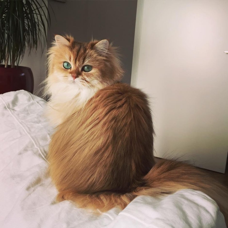 Британская длинношёрстная кошка