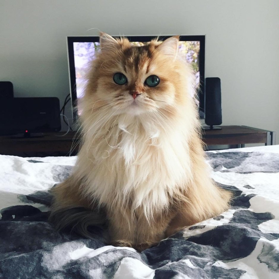 Азиатская длинношерстная кошка