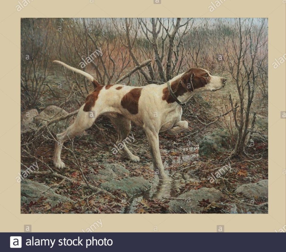 Охотничьи собаки королей