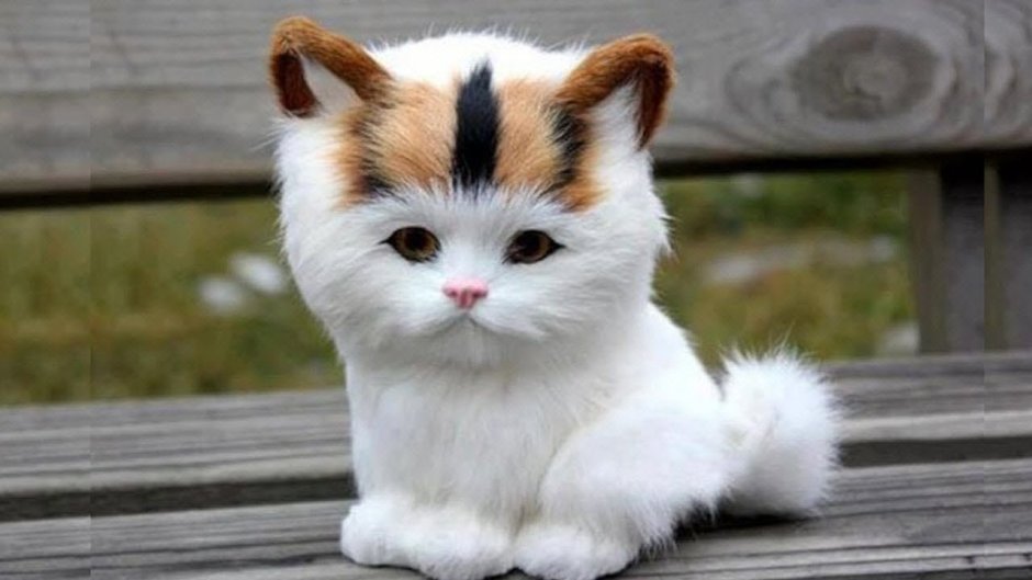 Милая кошка