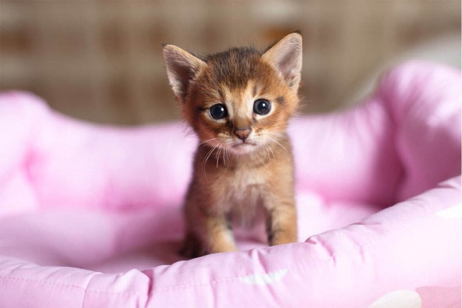 Маленькие котики